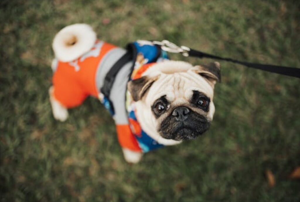 Pug Puppies for Sale: Discover the Best Places Near You in the USA